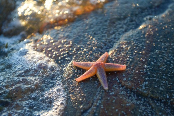 Морская звезда живет в воде