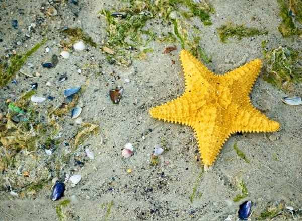 Морская звезда на морском дне