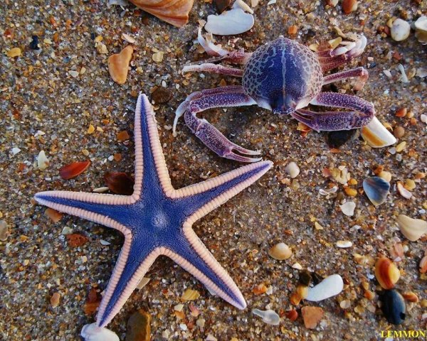 Морская звезда Lunckia Columbiae