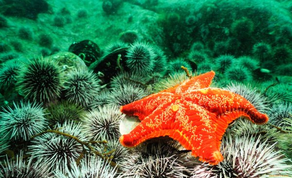 Морская звезда