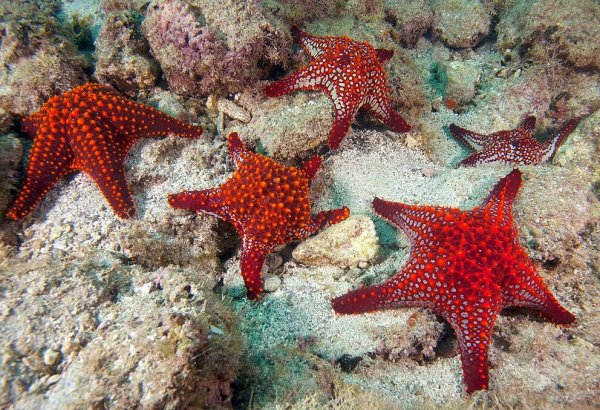 Pentaceraster cumingi