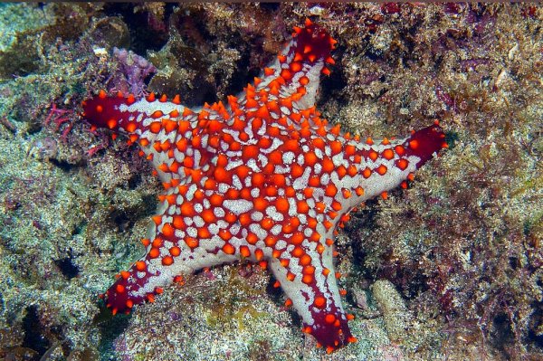 Pteraster militaris звезда морская