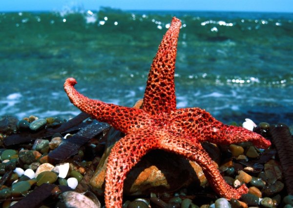 Морская звезда в море