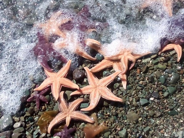 Морская звезда Сахалин