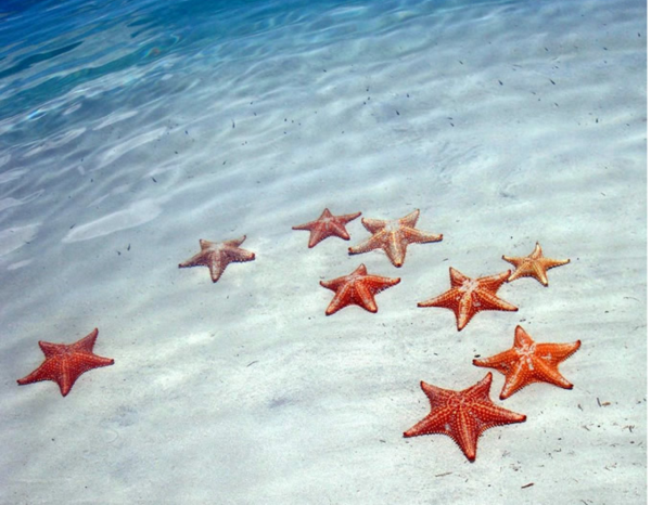 Starfish Beach Панама