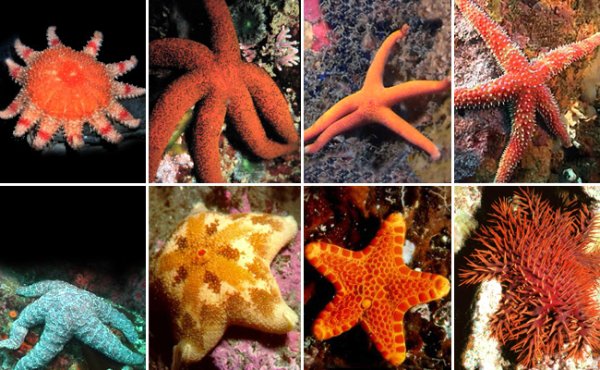 Иглокожие морские звезды