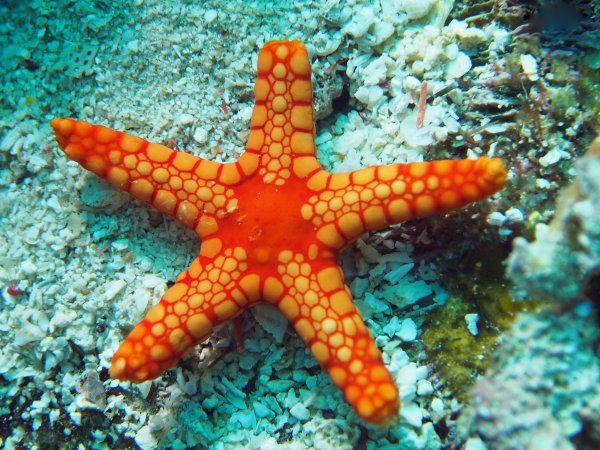 Солястер морская звезда