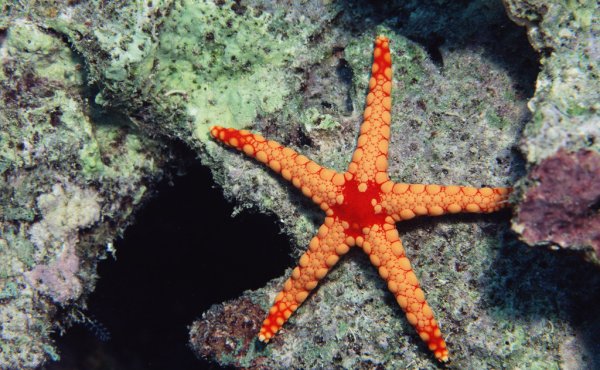 Морская звезда Midgardia Xandaros.
