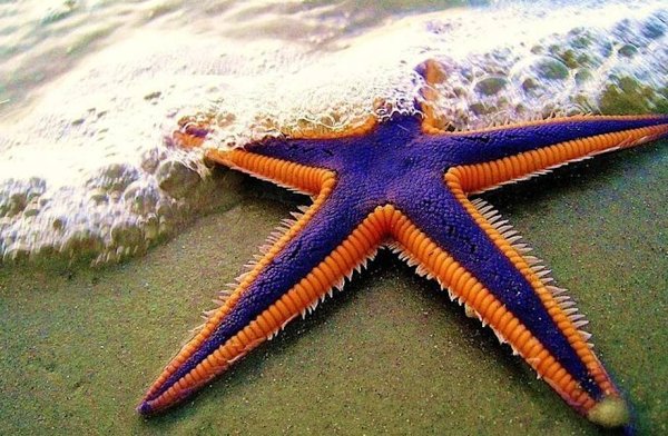 40 Лучевая морская звезда