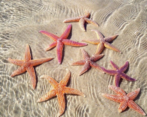 Морская звезда на берегу моря