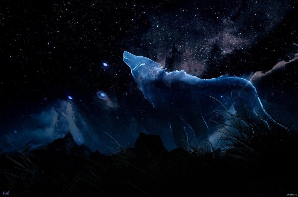 Волк призрак