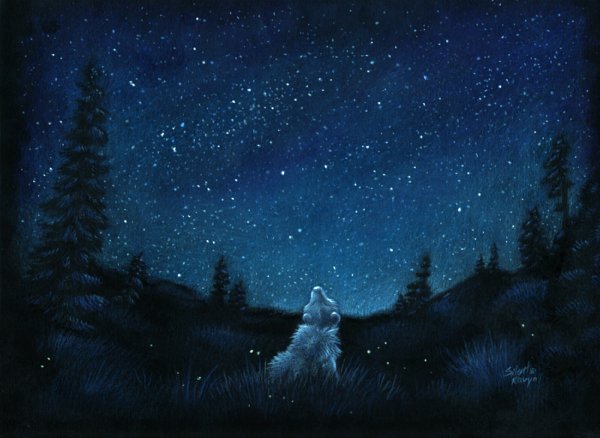 Медвежонок и звездное небо