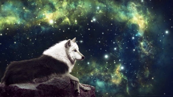 Волк и звезды