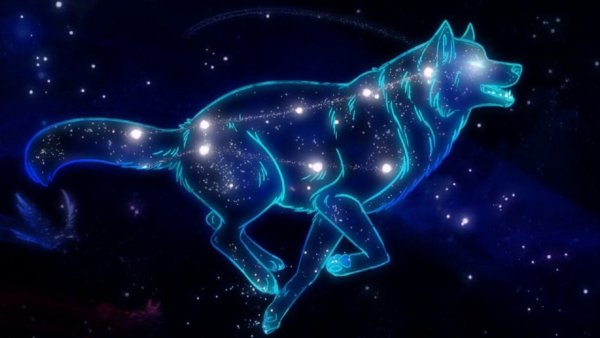 Созвездие волка самая яркая звезда