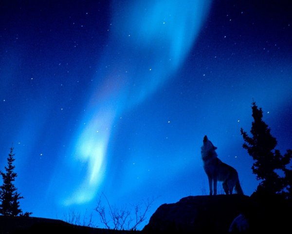 Балто Северное сияние