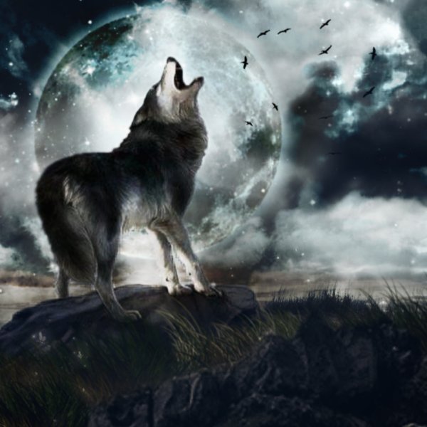 Волк на скале