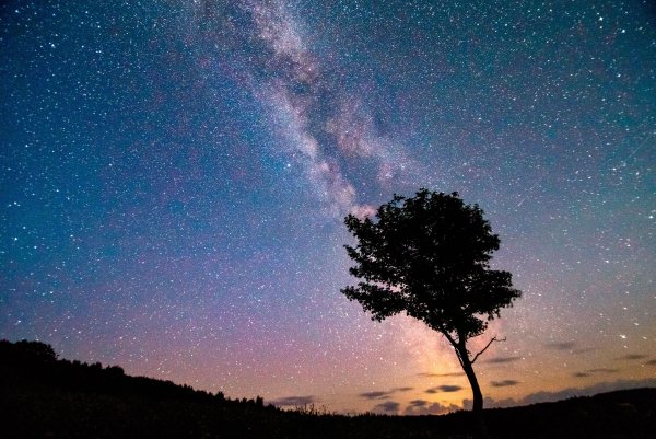 Ночное дерево