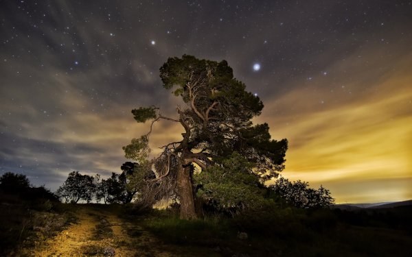 Дерево ночью