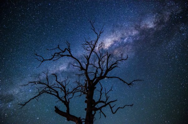 Дерево ночью