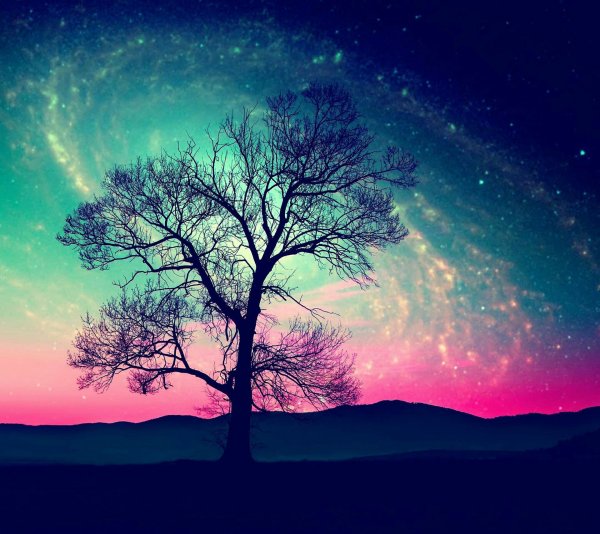 Ночное небо в лесу