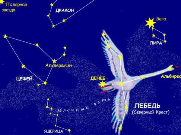 Созвездие лебедь самая яркая звезда