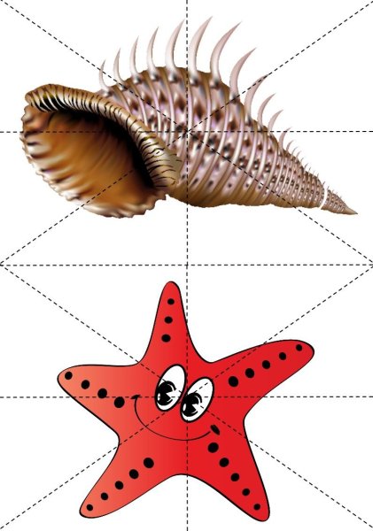 Морская звезда для детей