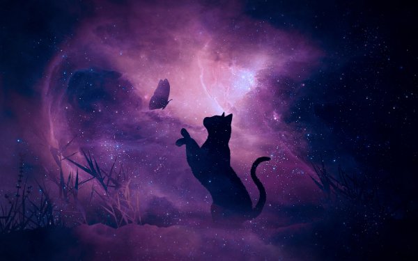 Кошка и звездное небо