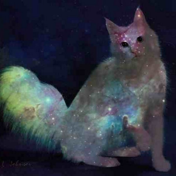Котенок и звезды