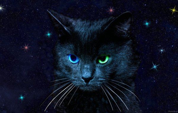 Кот на фоне Луны