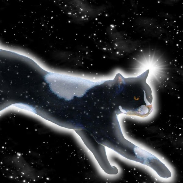 Кошка и звезды