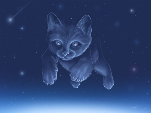 Созвездие кошки на небе