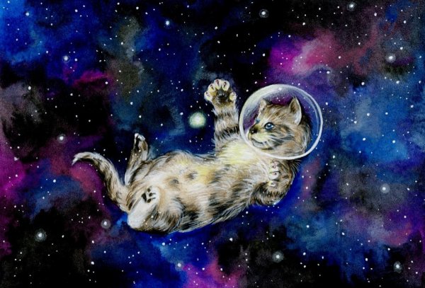 Кот на фоне космоса