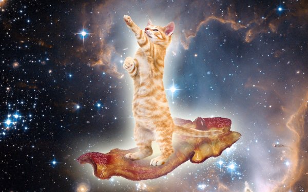 Коты и звездное небо