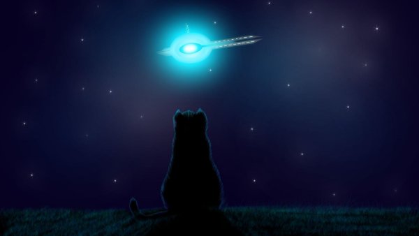 Звёздные котята