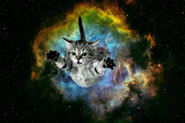 Космический кот коты Воители