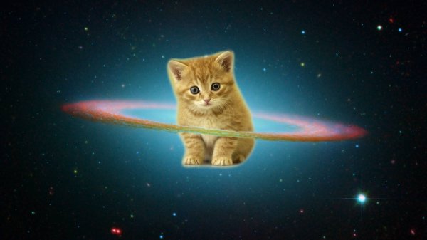Котенок и звезды