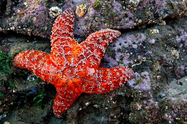 Бентос морская звезда
