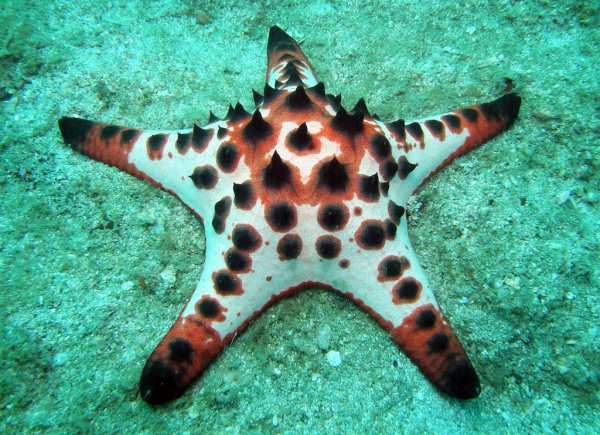 Шестилучевая морская звезда