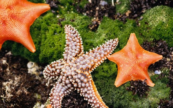 Иглокожие белого моря