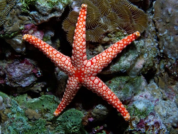 Морская Звездочка