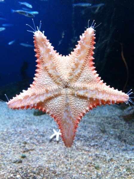 Симметрия в природе морская звезда