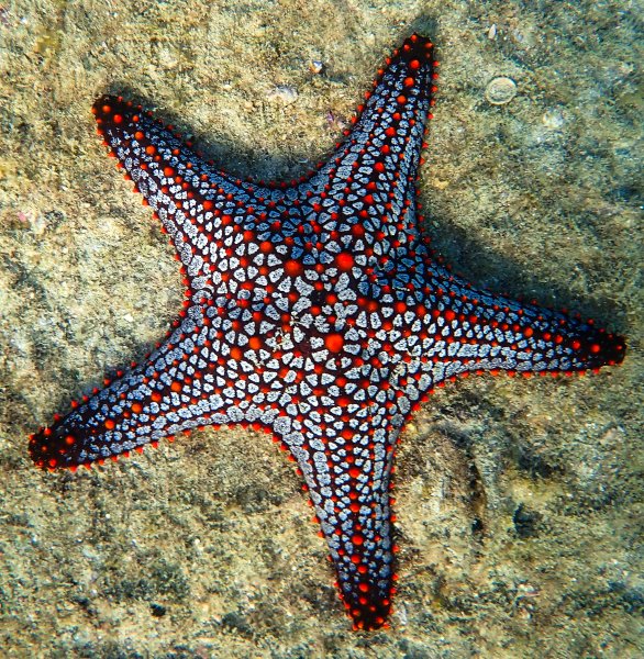 Морская звезда гониактиниды