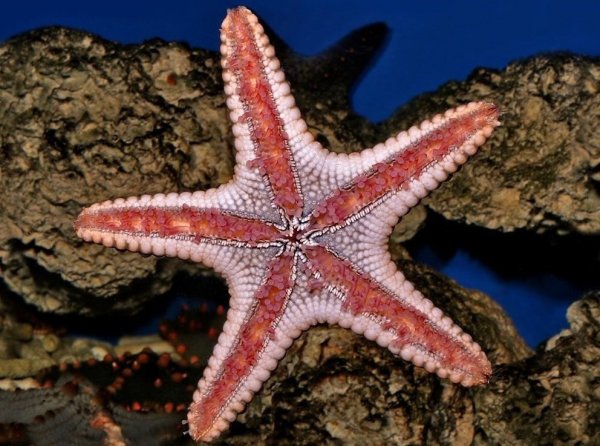 Морская звезда Midgardia Xandaros.