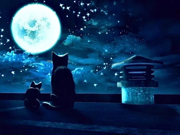 Ночь Луна кот