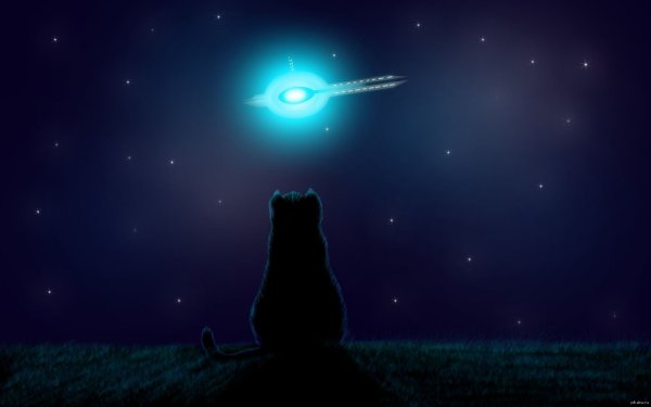 Кот ночью арт