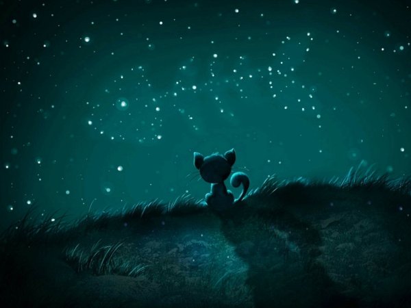 Ночь Луна кот