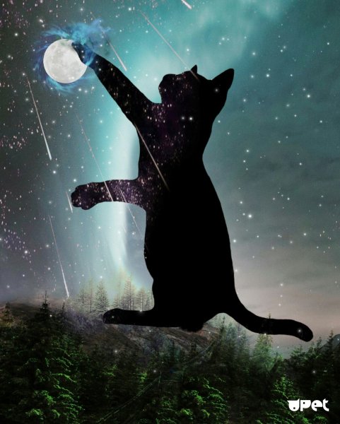 Кот и звездное небо