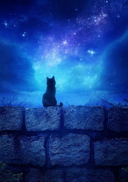 Коты ночью