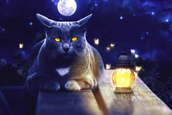 Котик под звездным небом