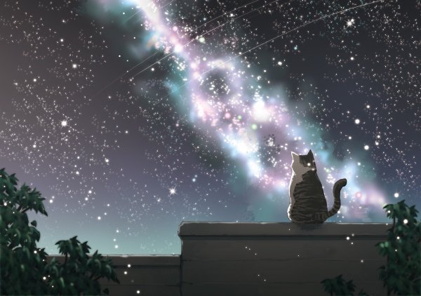 Кот ночью